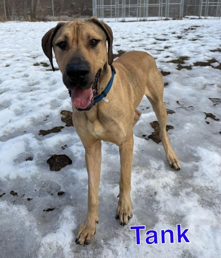 TANK, Adoptable, Adult Male Great Dane.
