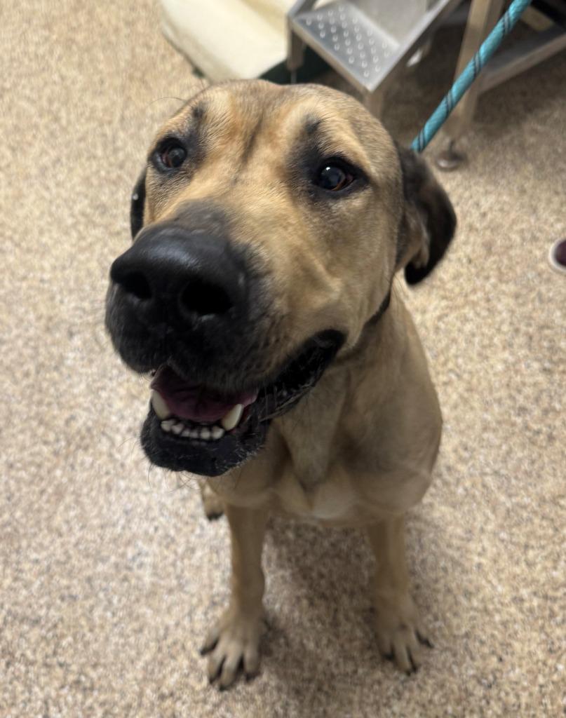 TANK, Adoptable, Adult Male Great Dane.