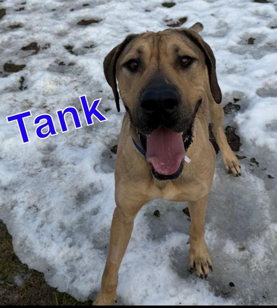 Enlarge TANK, a Adoptable Great Dane in Hastings, MI image 2/4