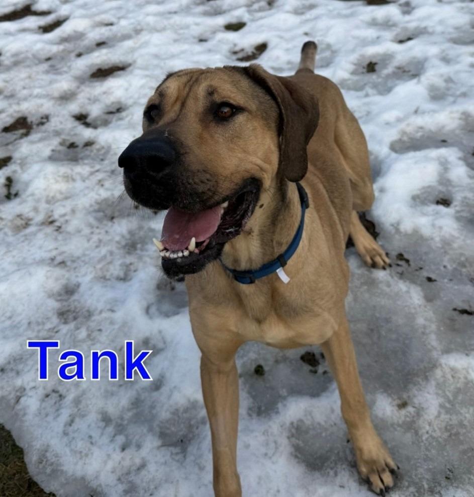 Enlarge TANK, a Adoptable Great Dane in Hastings, MI image 4/4