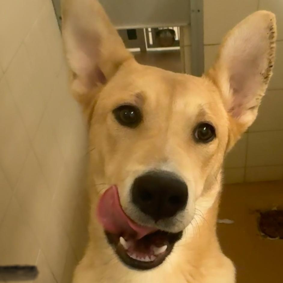 Myla, Adoptable, Puppy Female Shepherd.