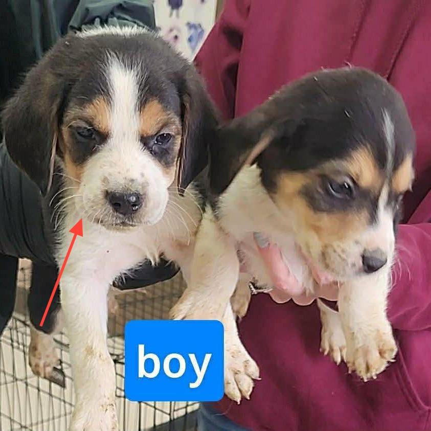 Kurt, Adoptable, Puppy Male Beagle.