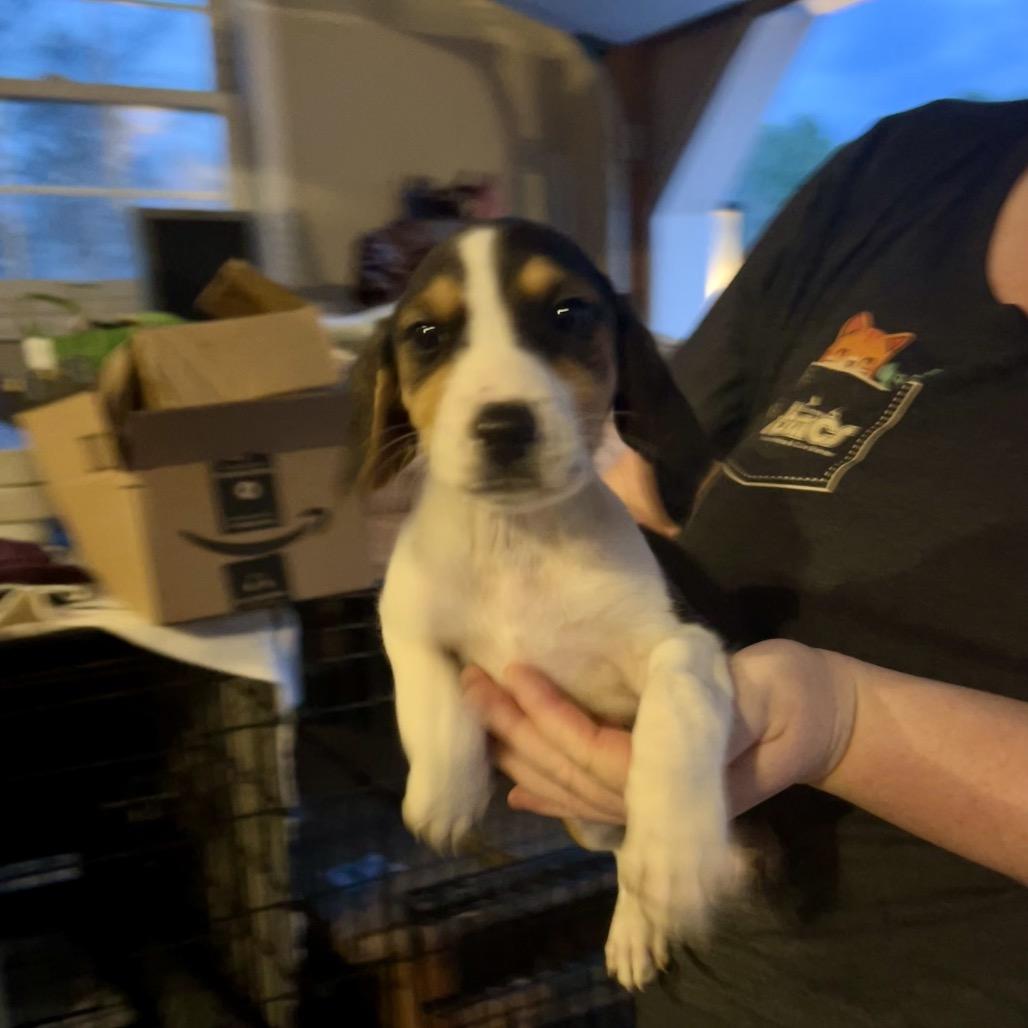 Enlarge Kurt, a Adoptable mixed breed in Phoenix, MD image 2/3