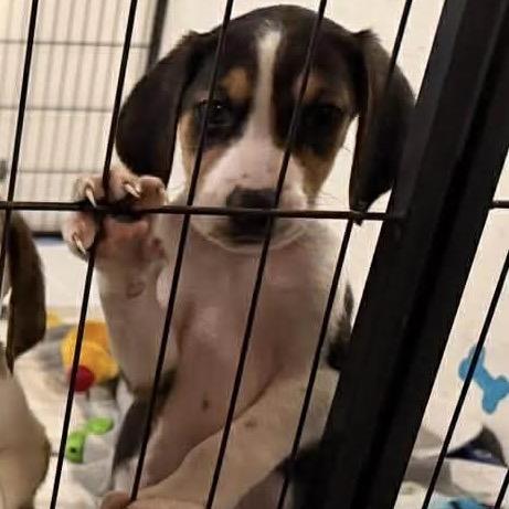 Enlarge Kurt, a Adoptable mixed breed in Phoenix, MD image 3/3