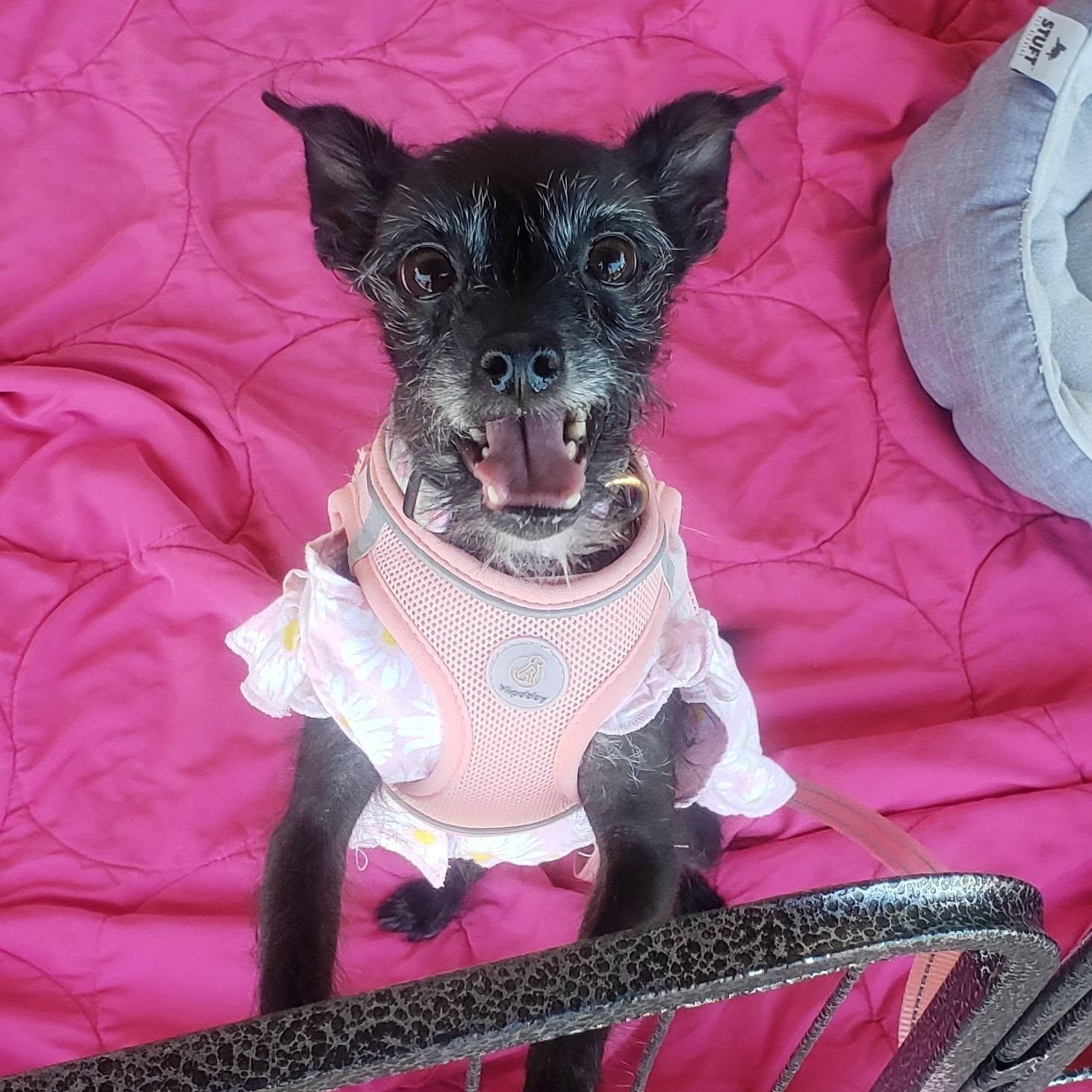 Tatiana, ADOPTABLE, Adult Female Terrier.