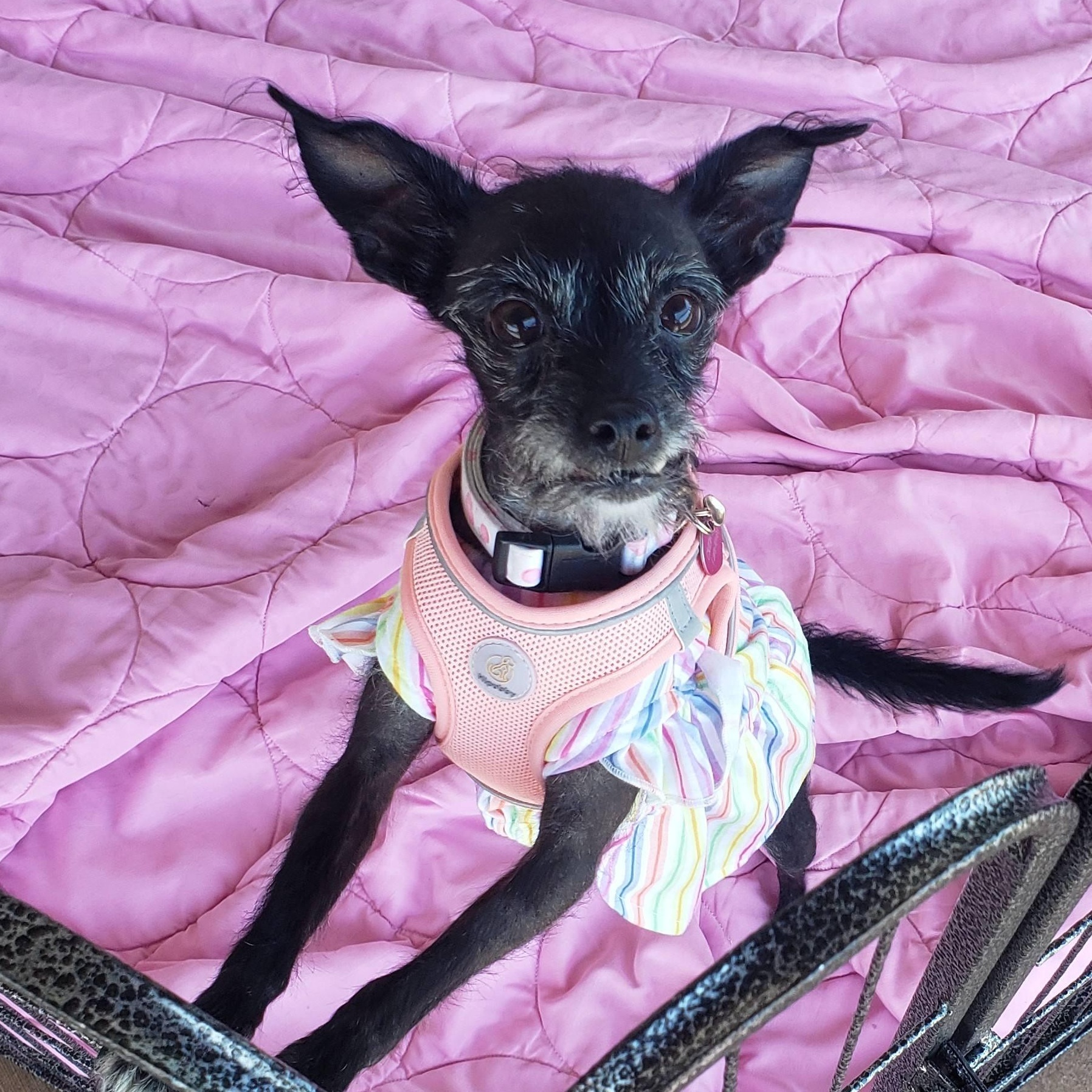Enlarge Tatiana, a ADOPTABLE mixed breed in Las Vegas, NV image 5/6