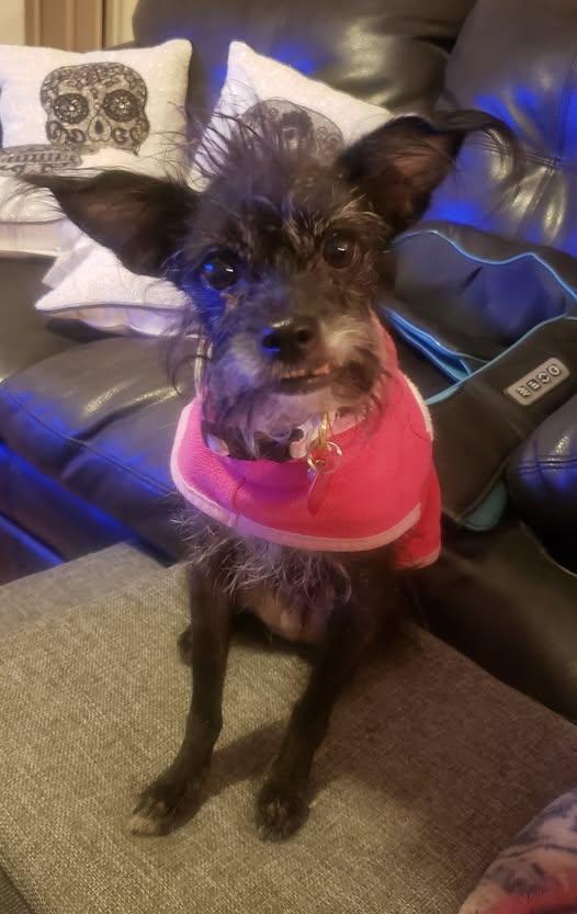 Enlarge Tatiana, a ADOPTABLE mixed breed in Las Vegas, NV image 4/6