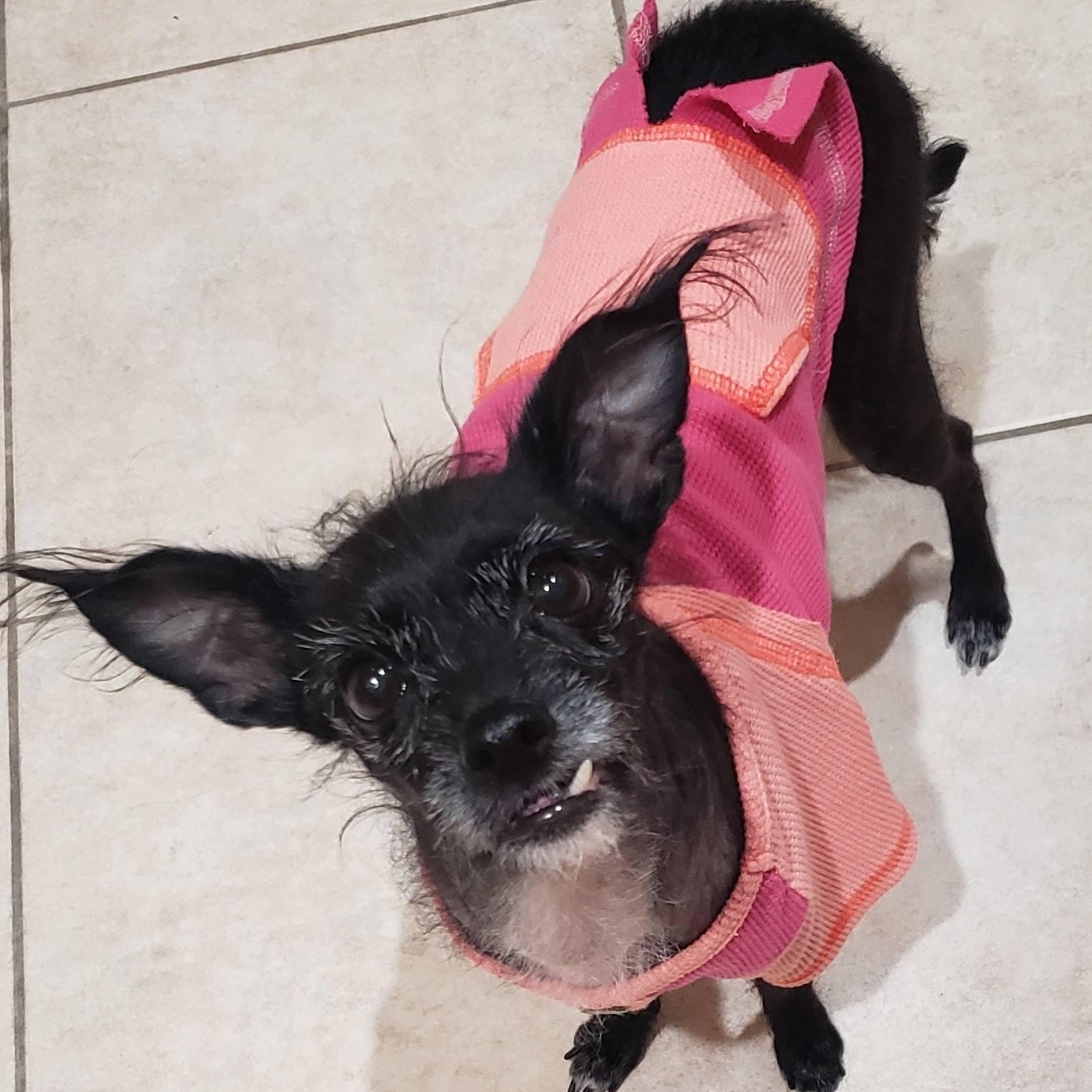 Enlarge Tatiana, a ADOPTABLE mixed breed in Las Vegas, NV image 6/6