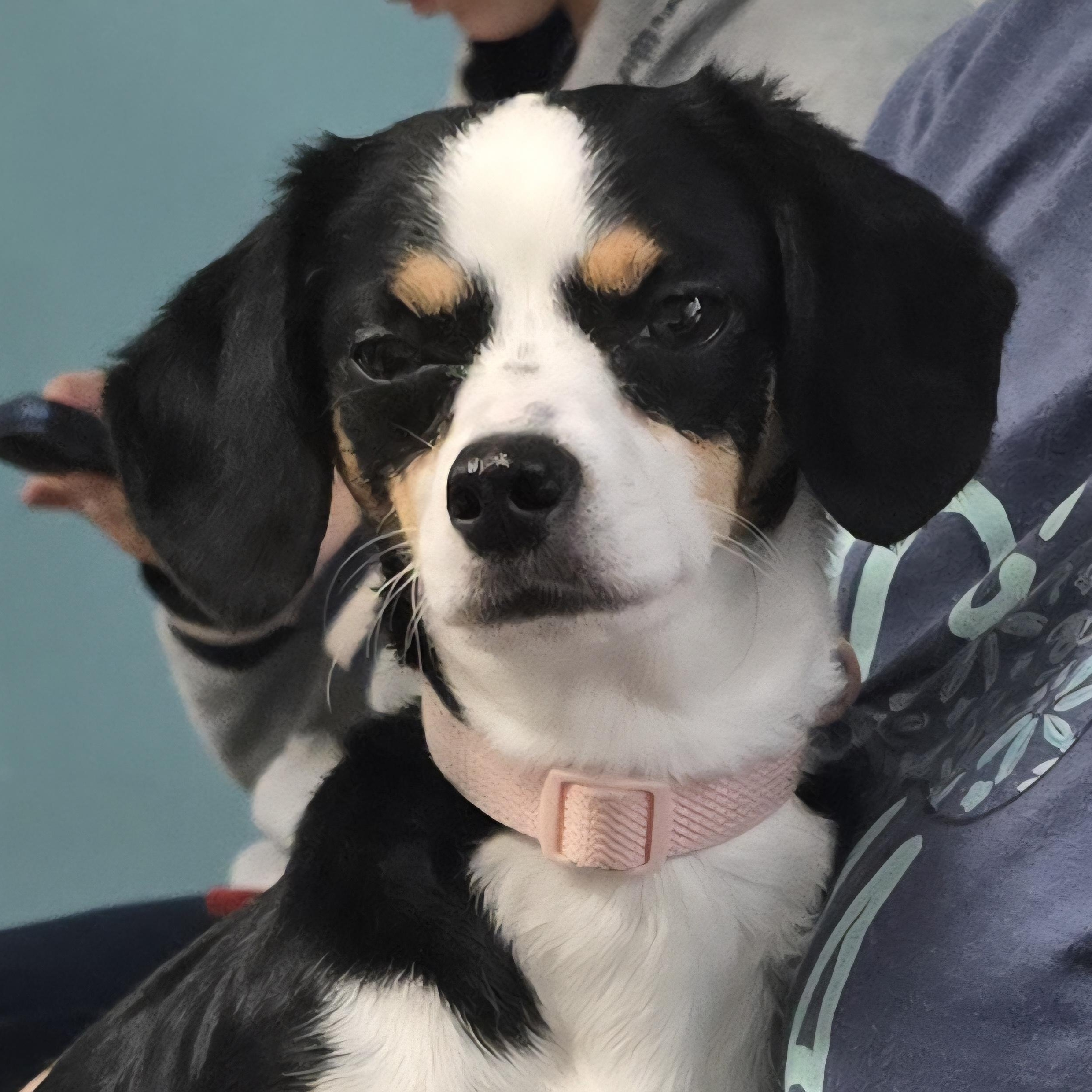 Enlarge Valley, an adopted mixed breed in Milledgeville, GA image 2/5