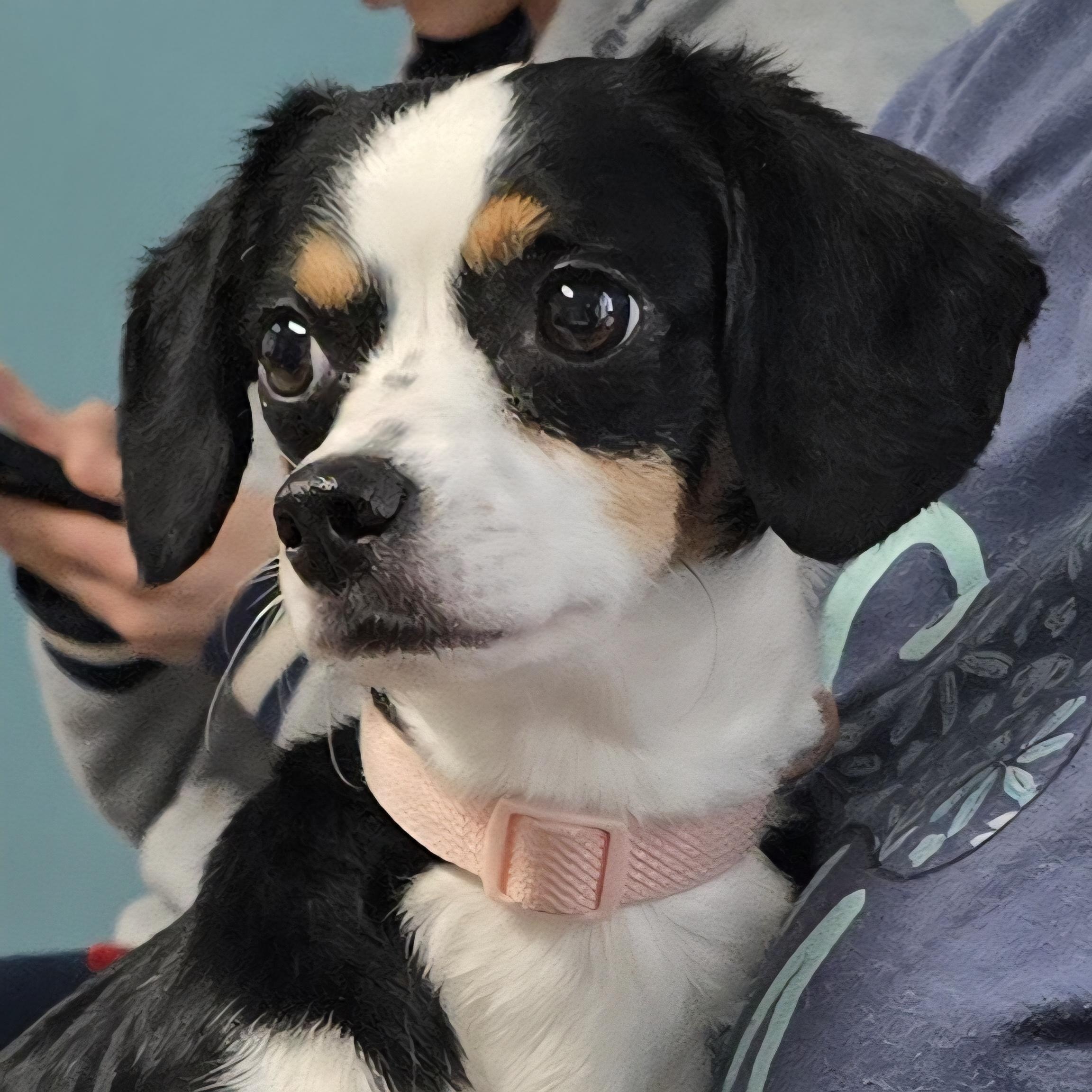 Enlarge Valley, an adopted mixed breed in Milledgeville, GA image 3/5