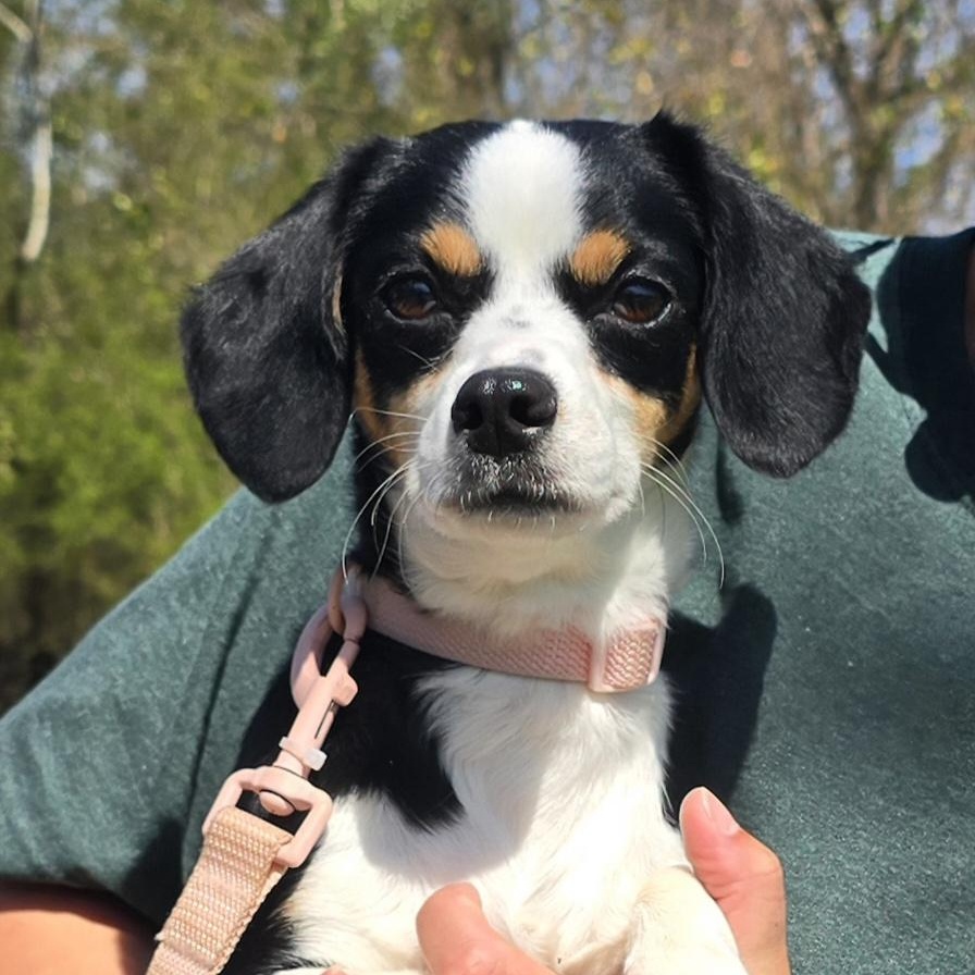 Enlarge Valley, an adopted mixed breed in Milledgeville, GA image 4/5