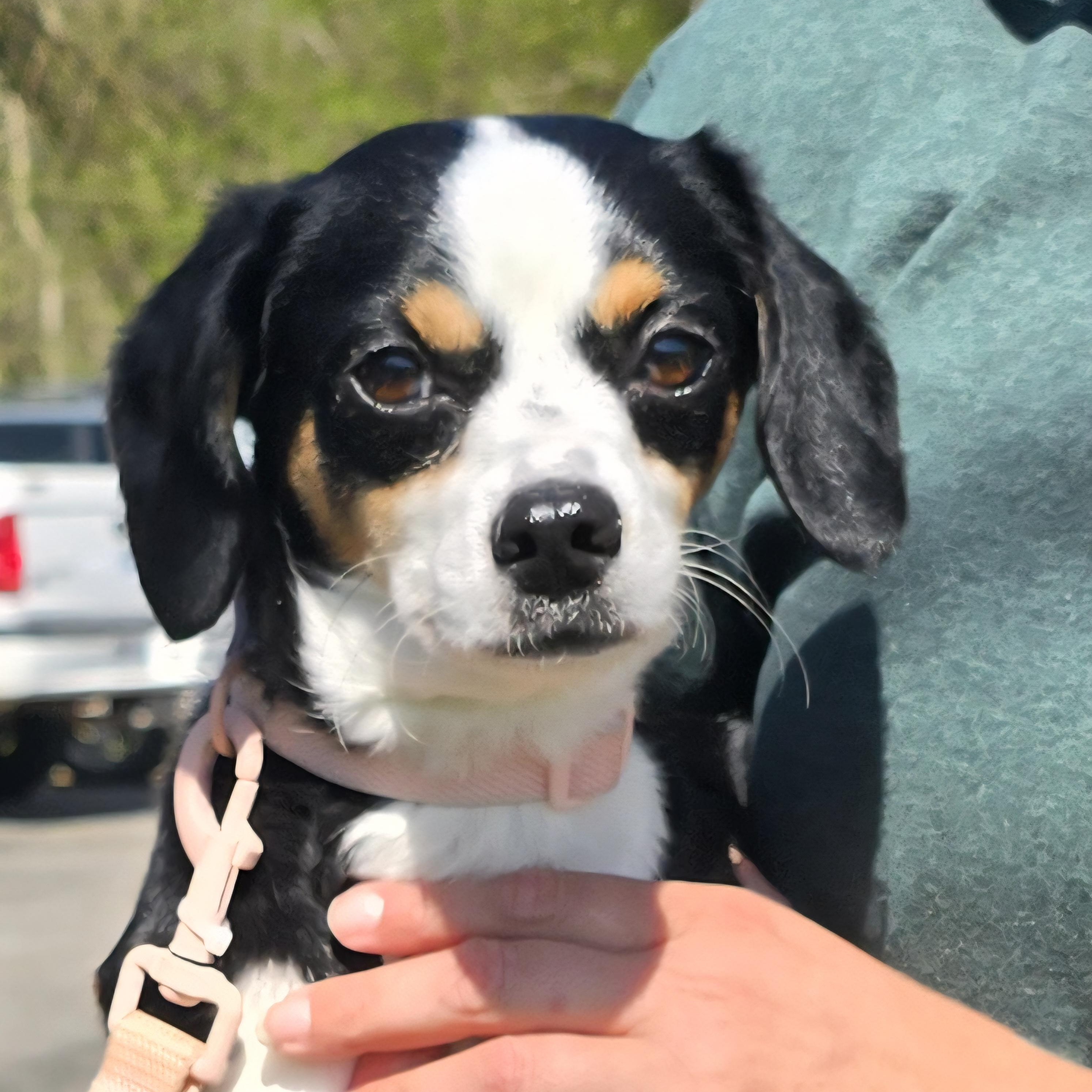 Enlarge Valley, an adopted mixed breed in Milledgeville, GA image 5/5