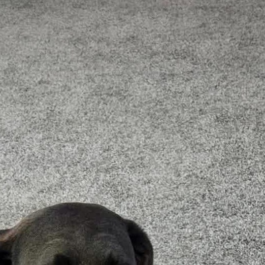 Enlarge Maggie, an adopted Labrador Retriever in Lewisville, IN image 2/4
