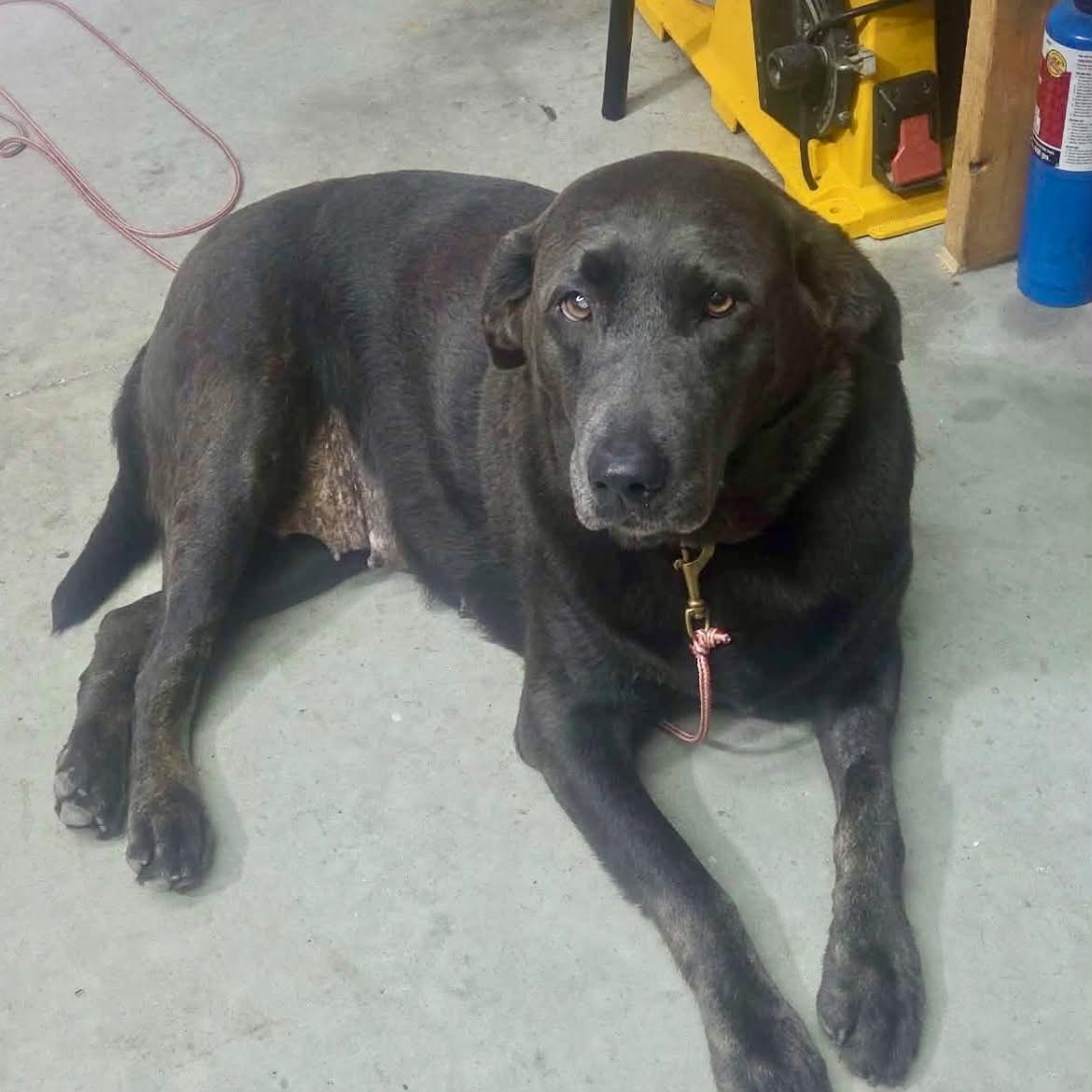 Enlarge Maggie, an adopted Labrador Retriever in Lewisville, IN image 1/4