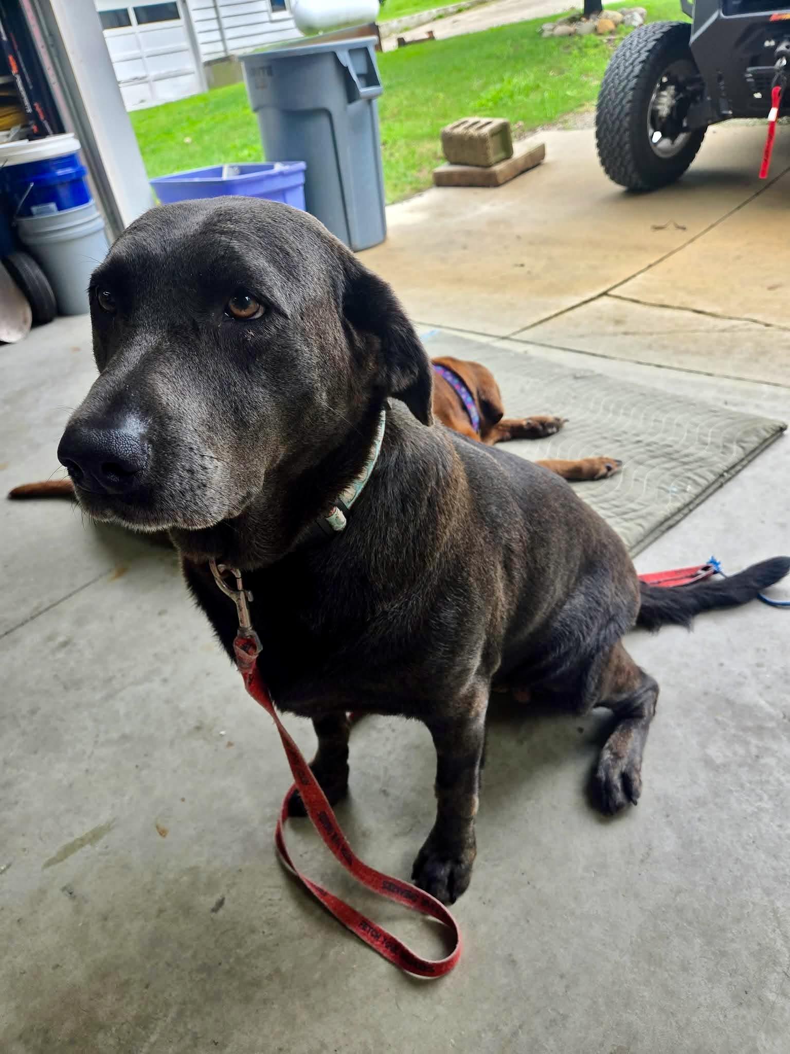 Enlarge Maggie, an adopted Labrador Retriever in Lewisville, IN image 4/4