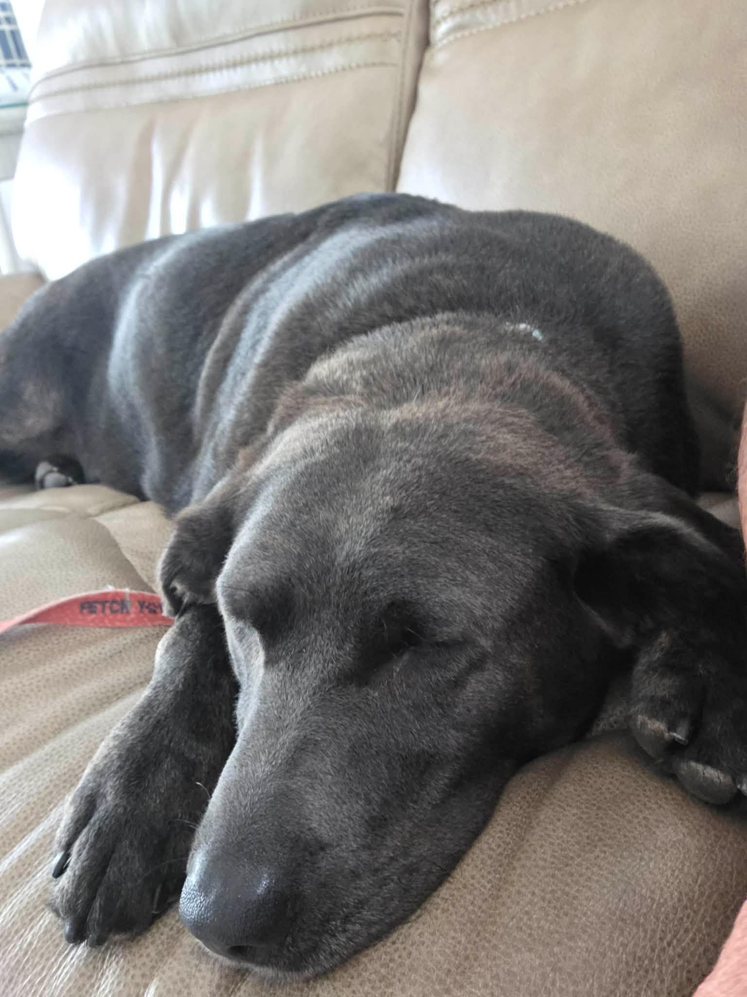 Enlarge Maggie, an adopted Labrador Retriever in Lewisville, IN image 3/4