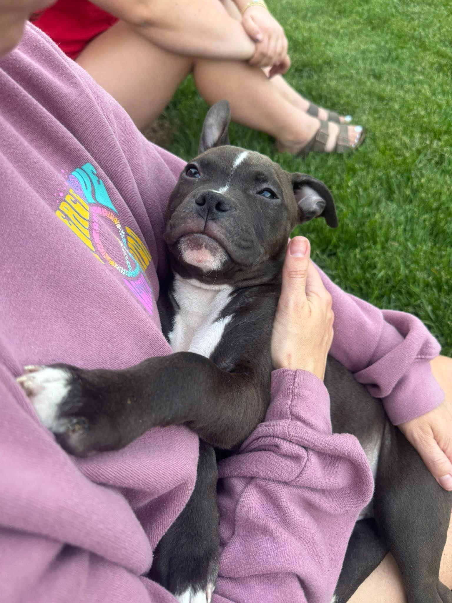 Niko, Adopted, Puppy Male Pit Bull Terrier.