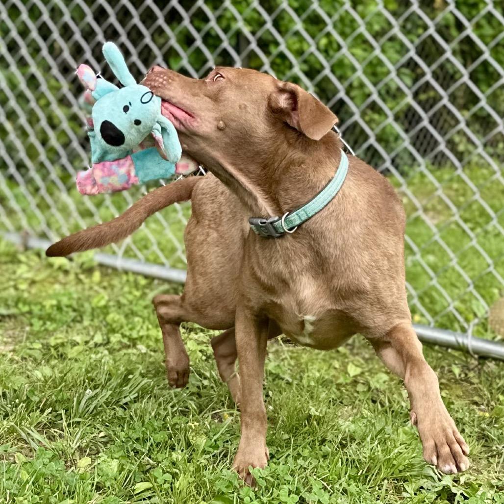 Enlarge Dallas, a Adoptable Mixed Breed in Warrensburg, MO image 1/6