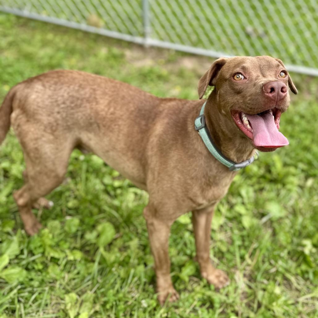 Enlarge Dallas, a Adoptable Mixed Breed in Warrensburg, MO image 2/6