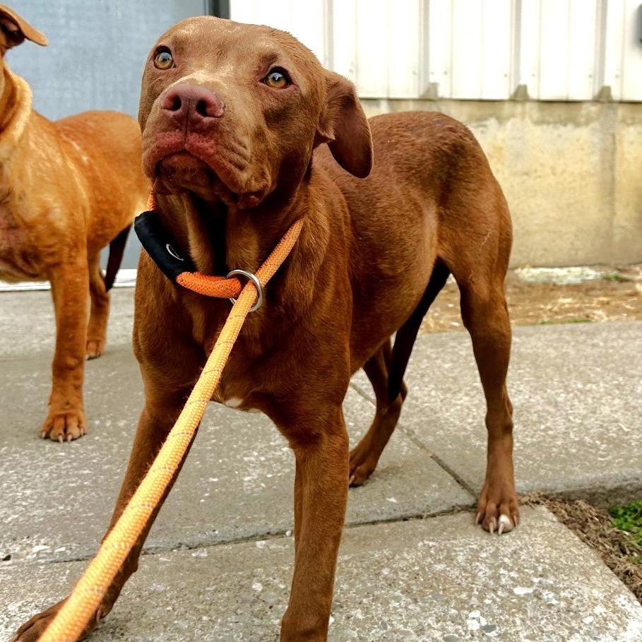 Dallas, Adoptable, Young Male Mixed Breed.