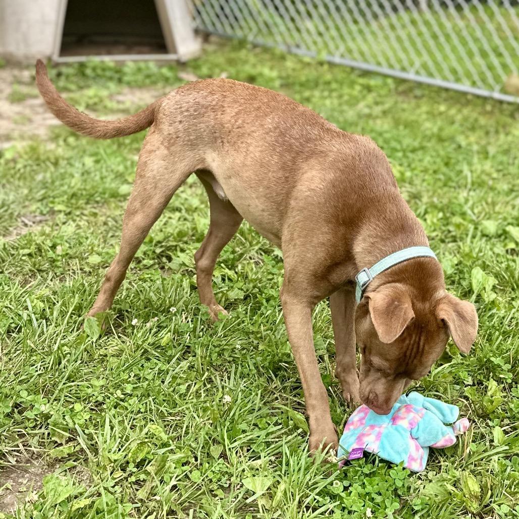 Enlarge Dallas, a Adoptable Mixed Breed in Warrensburg, MO image 3/6