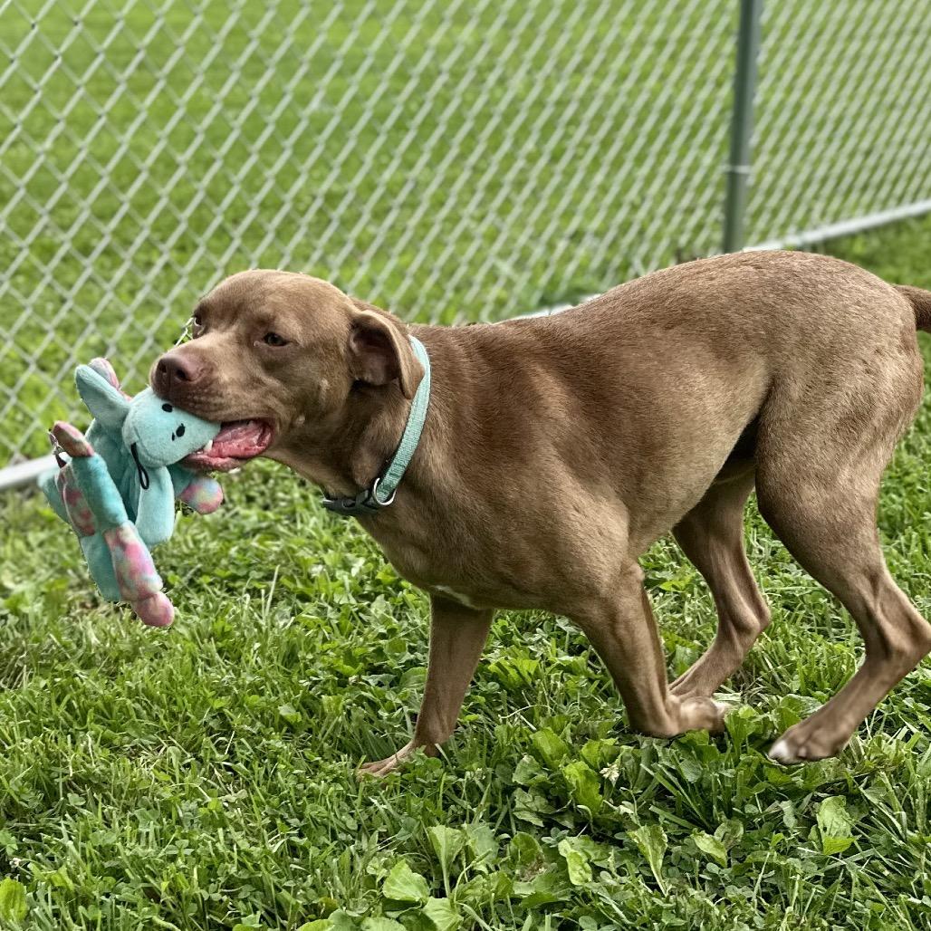 Enlarge Dallas, a Adoptable Mixed Breed in Warrensburg, MO image 4/6
