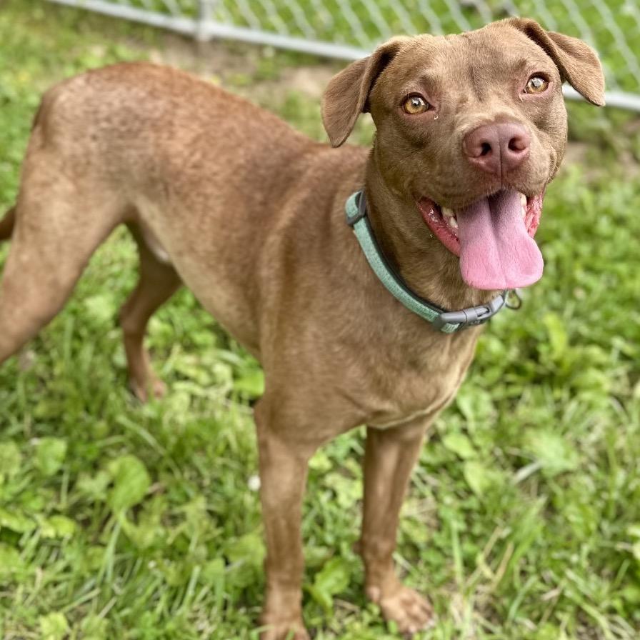 Enlarge Dallas, a Adoptable Mixed Breed in Warrensburg, MO image 5/6
