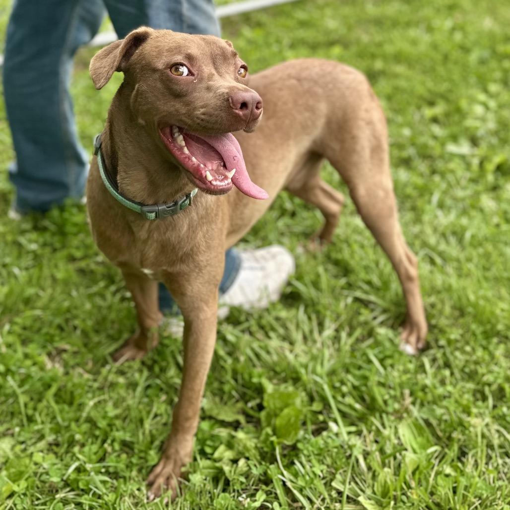 Enlarge Dallas, a Adoptable Mixed Breed in Warrensburg, MO image 6/6