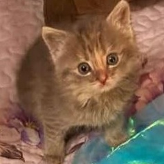 Enlarge Leah, a Adopted Domestic Short Hair in St. Marys, WV image 4/4