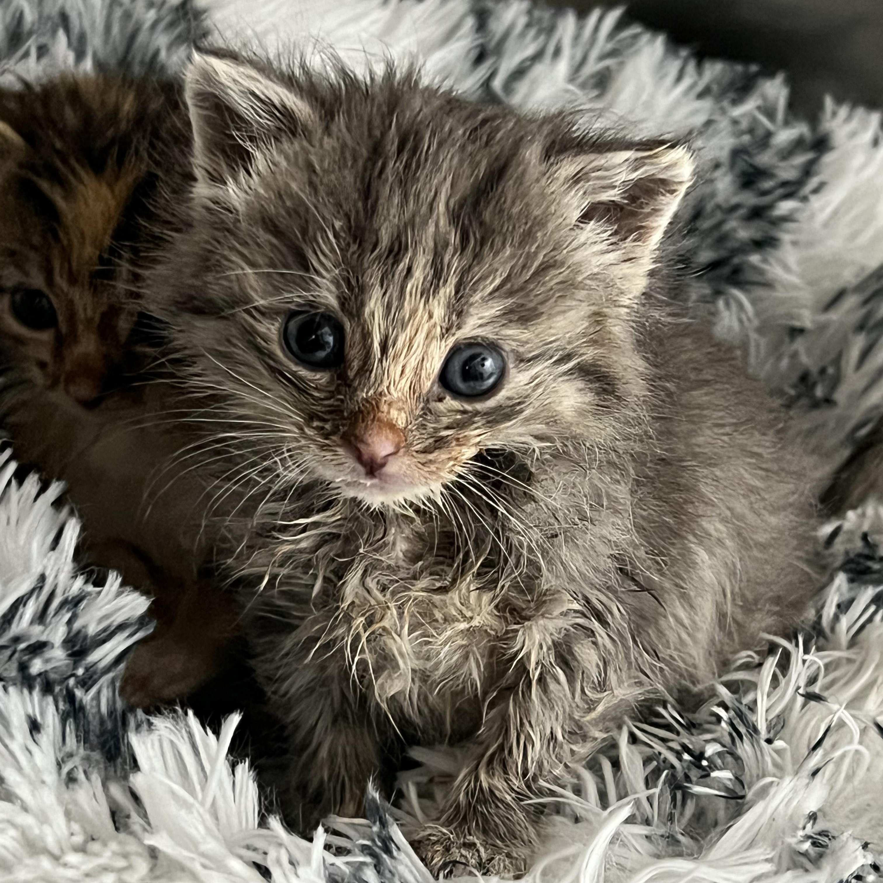 Enlarge Leah, a Adopted Domestic Short Hair in St. Marys, WV image 3/4