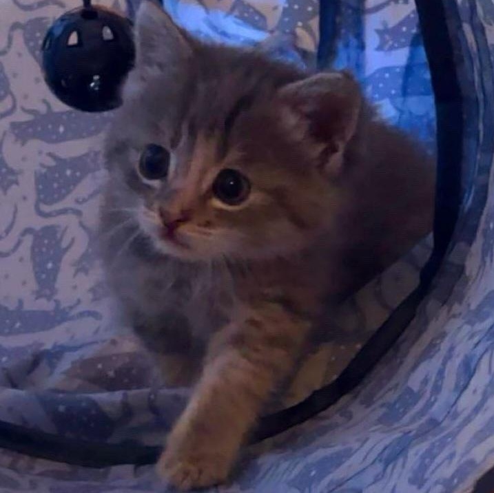 Enlarge Leah, a Adopted Domestic Short Hair in St. Marys, WV image 2/4