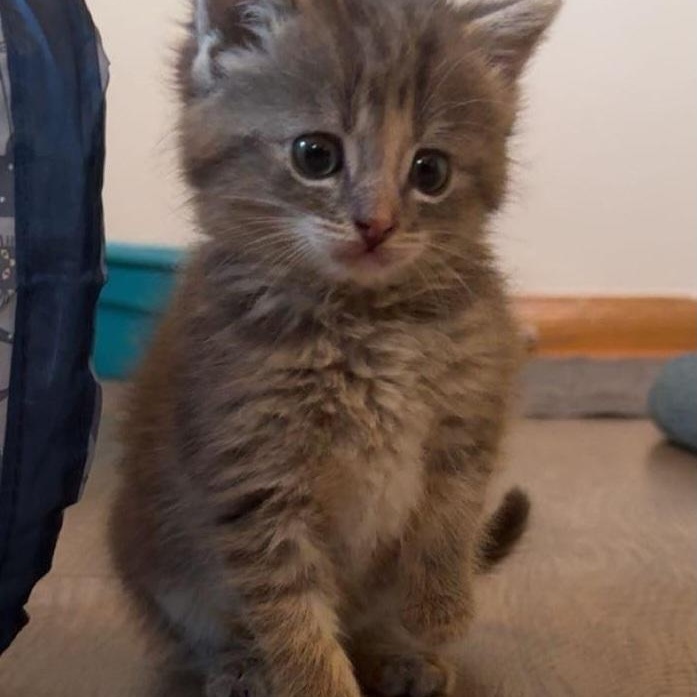 Enlarge Leah, a Adopted Domestic Short Hair in St. Marys, WV image 1/4