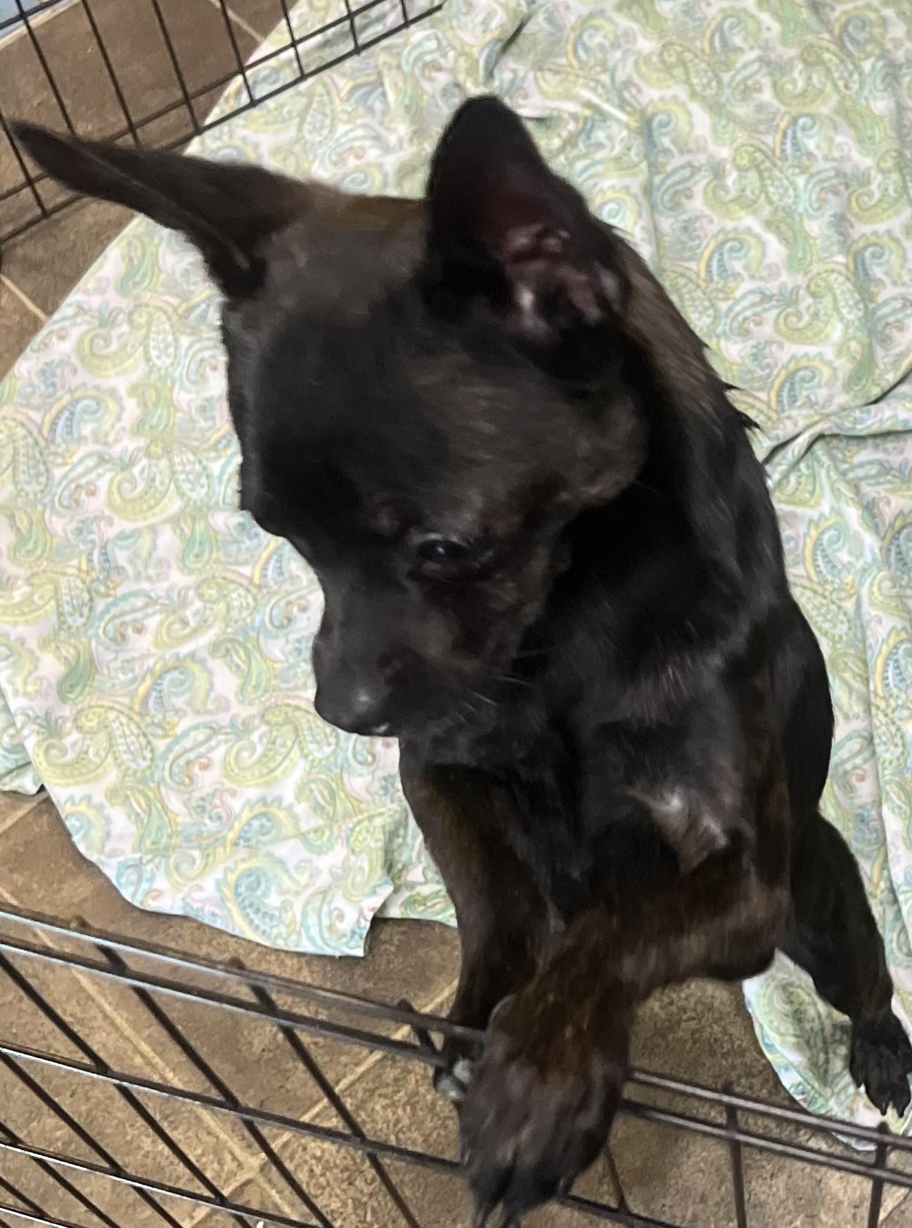 Enlarge Zorro, a ADOPTABLE mixed breed in Los Angeles, CA image 3/4