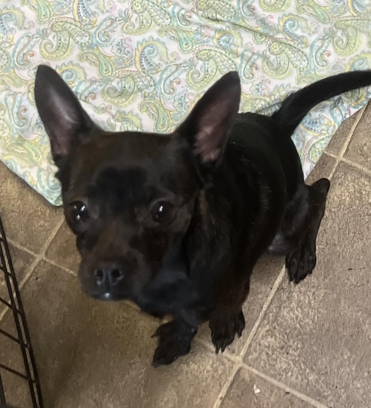 Enlarge Zorro, a ADOPTABLE mixed breed in Los Angeles, CA image 4/4