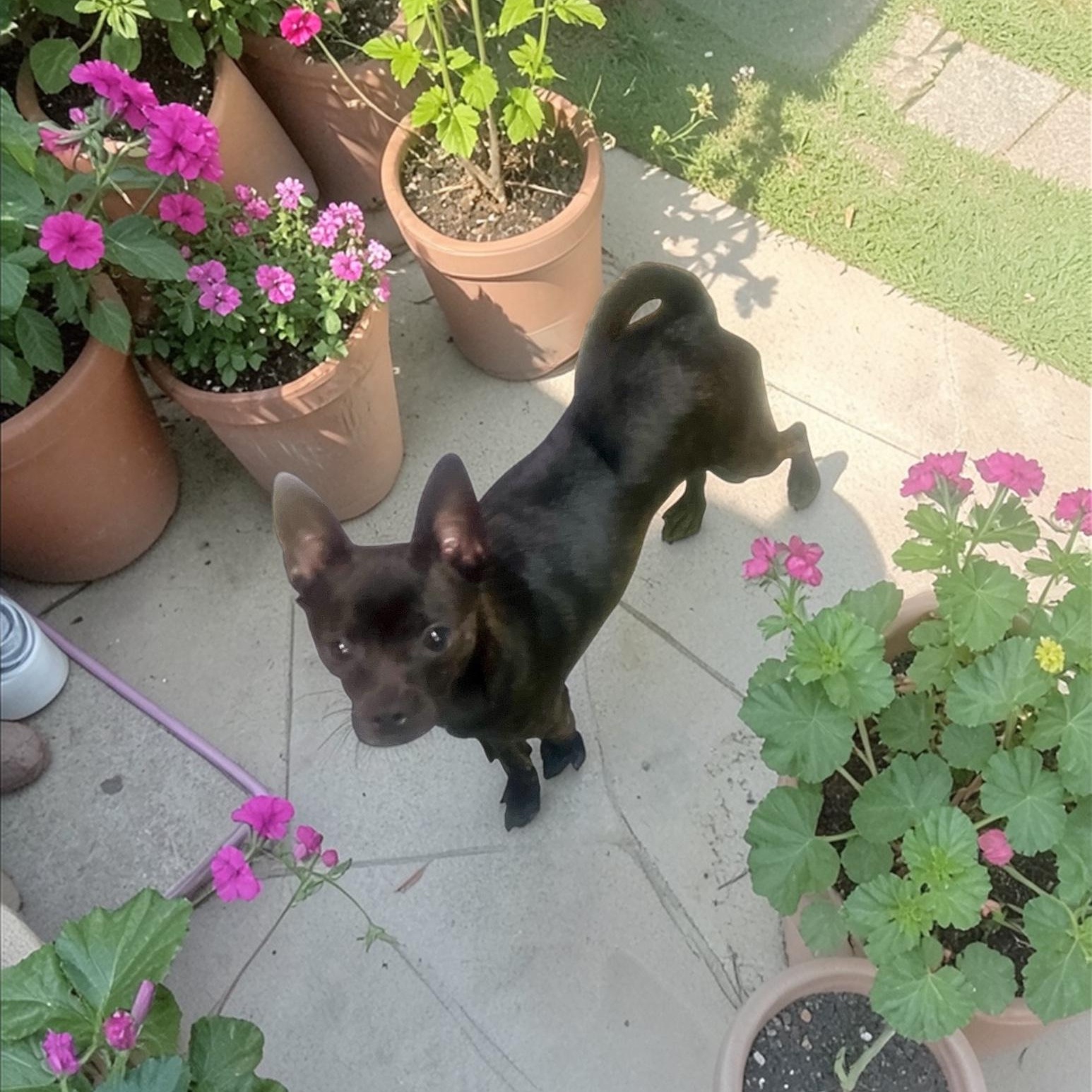 Enlarge Zorro, a ADOPTABLE mixed breed in Los Angeles, CA image 2/4