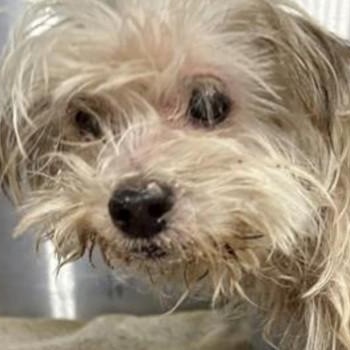 Enlarge Gary, a ADOPTABLE mixed breed in Avon, IN image 1/1