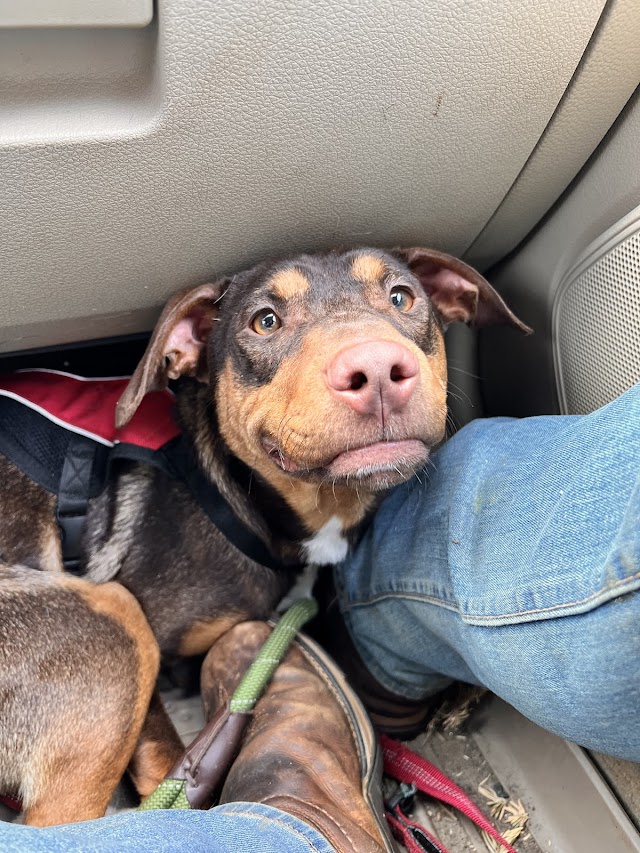 Chang & Geeters, a Adoptable Mixed Breed in Dawsonville, GA image 2/6