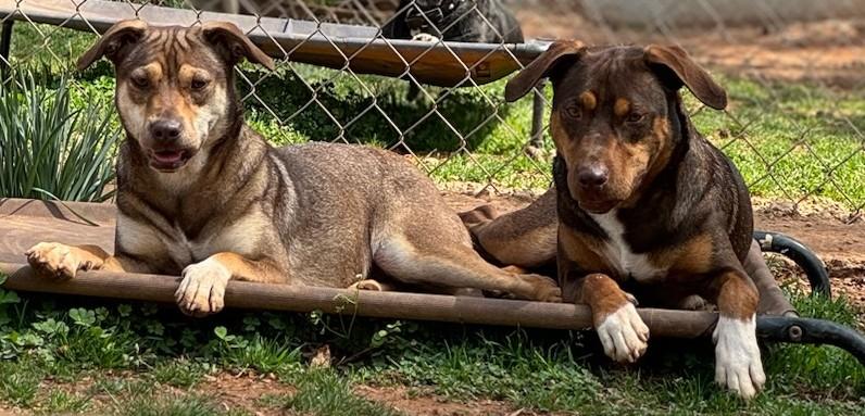 Chang & Geeters, a Adoptable Mixed Breed in Dawsonville, GA image 5/6