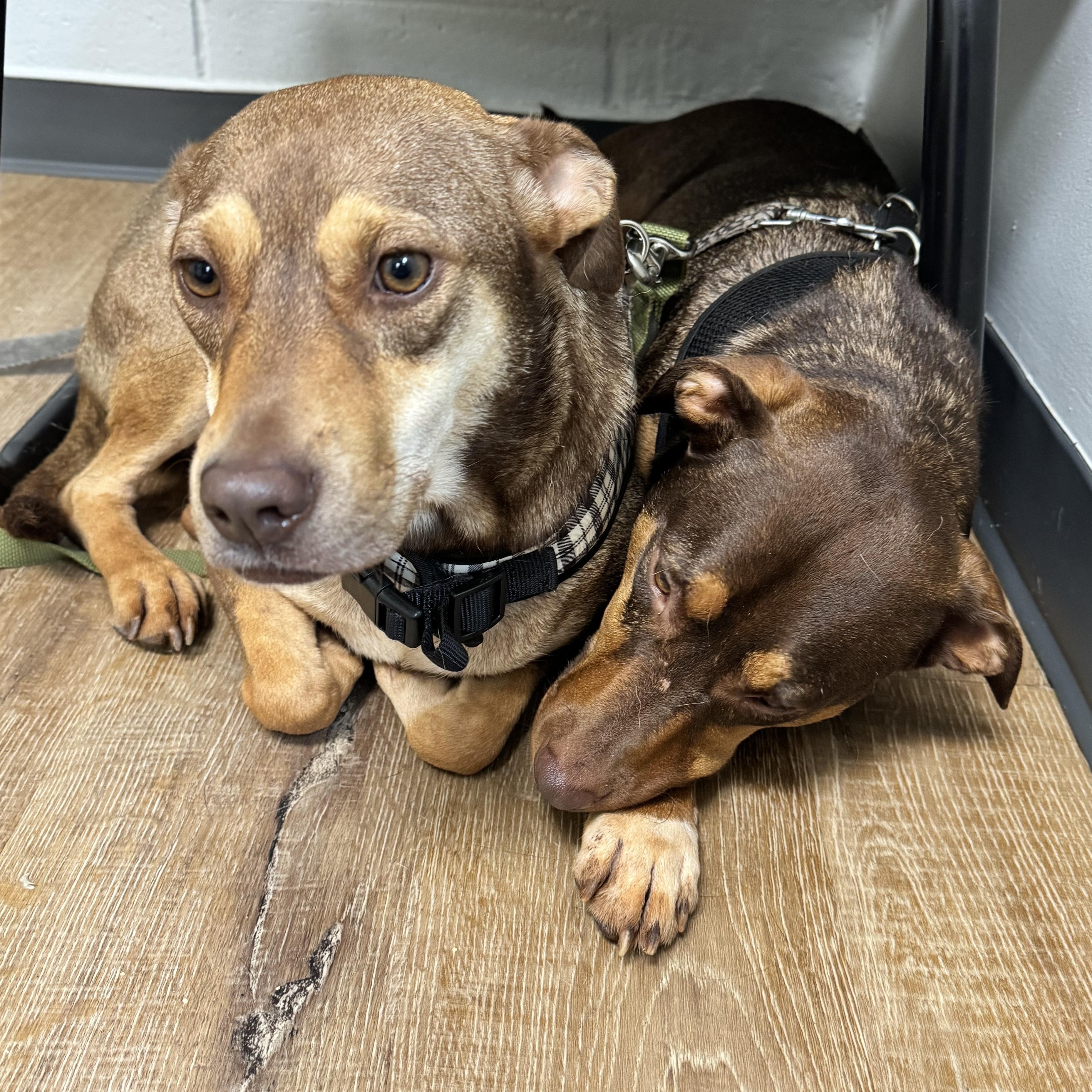 Chang & Geeters, a Adoptable Mixed Breed in Dawsonville, GA image 6/6