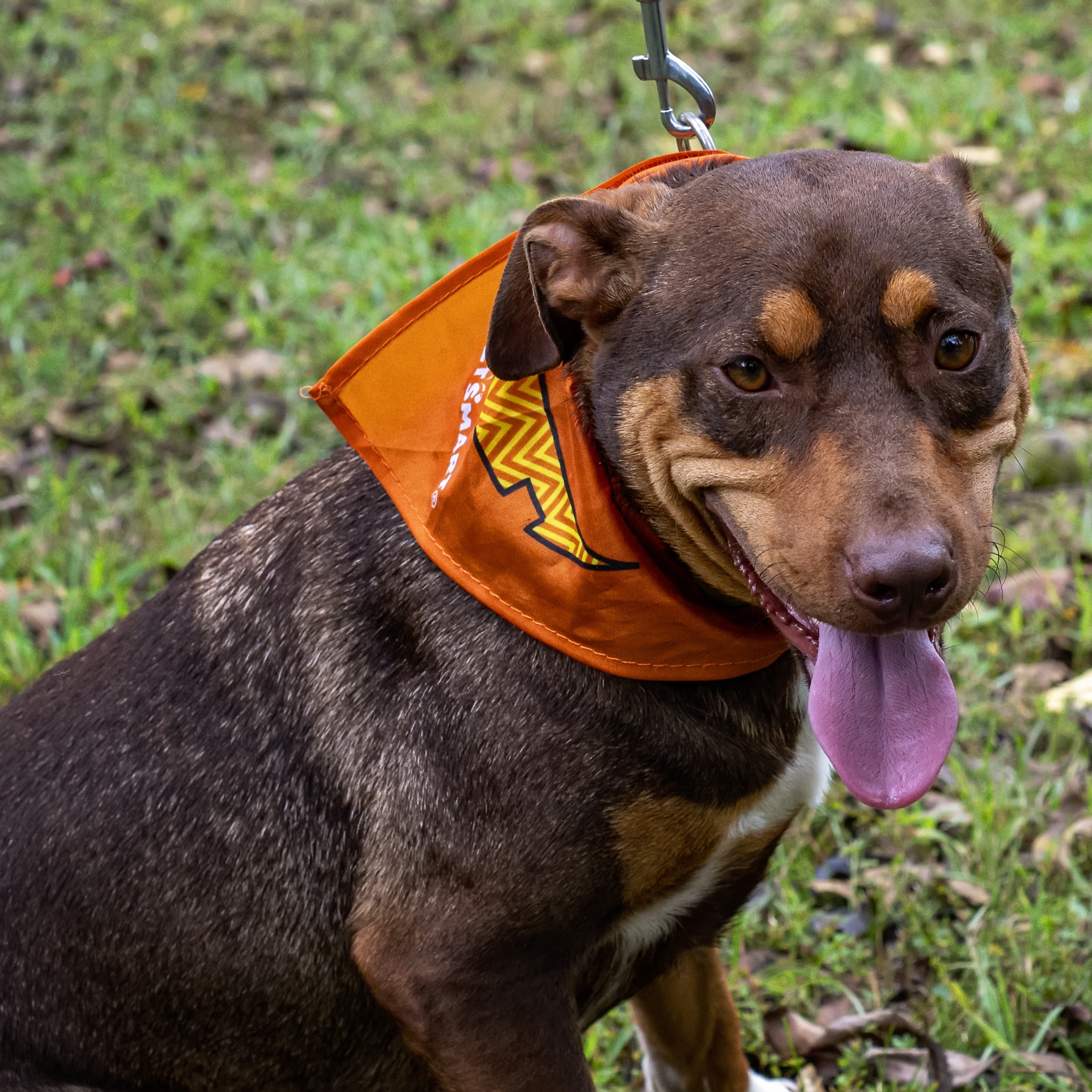 Chang & Geeters, a Adoptable Mixed Breed in Dawsonville, GA image 3/6