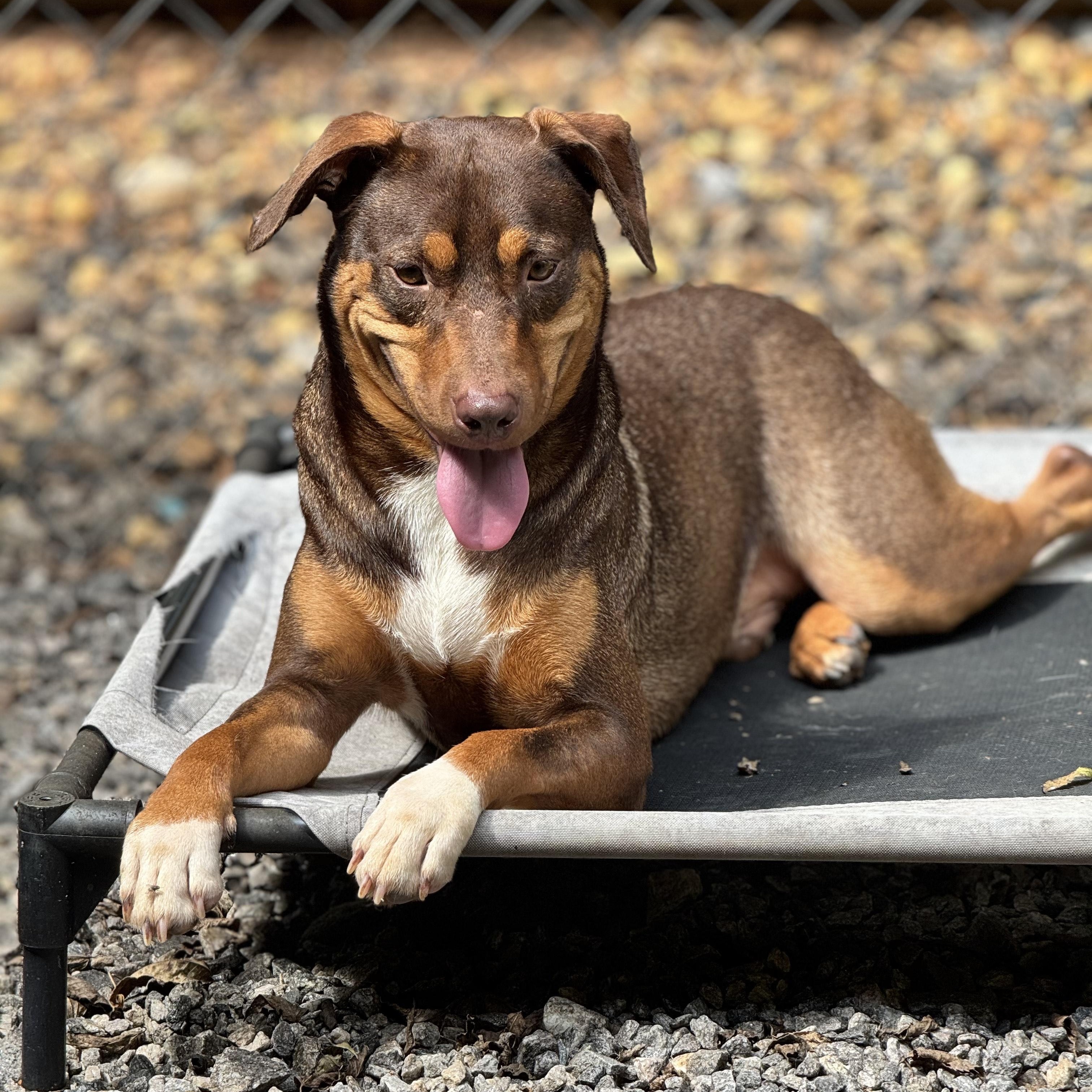Chang & Geeters, Adoptable, Young Male Mixed Breed.