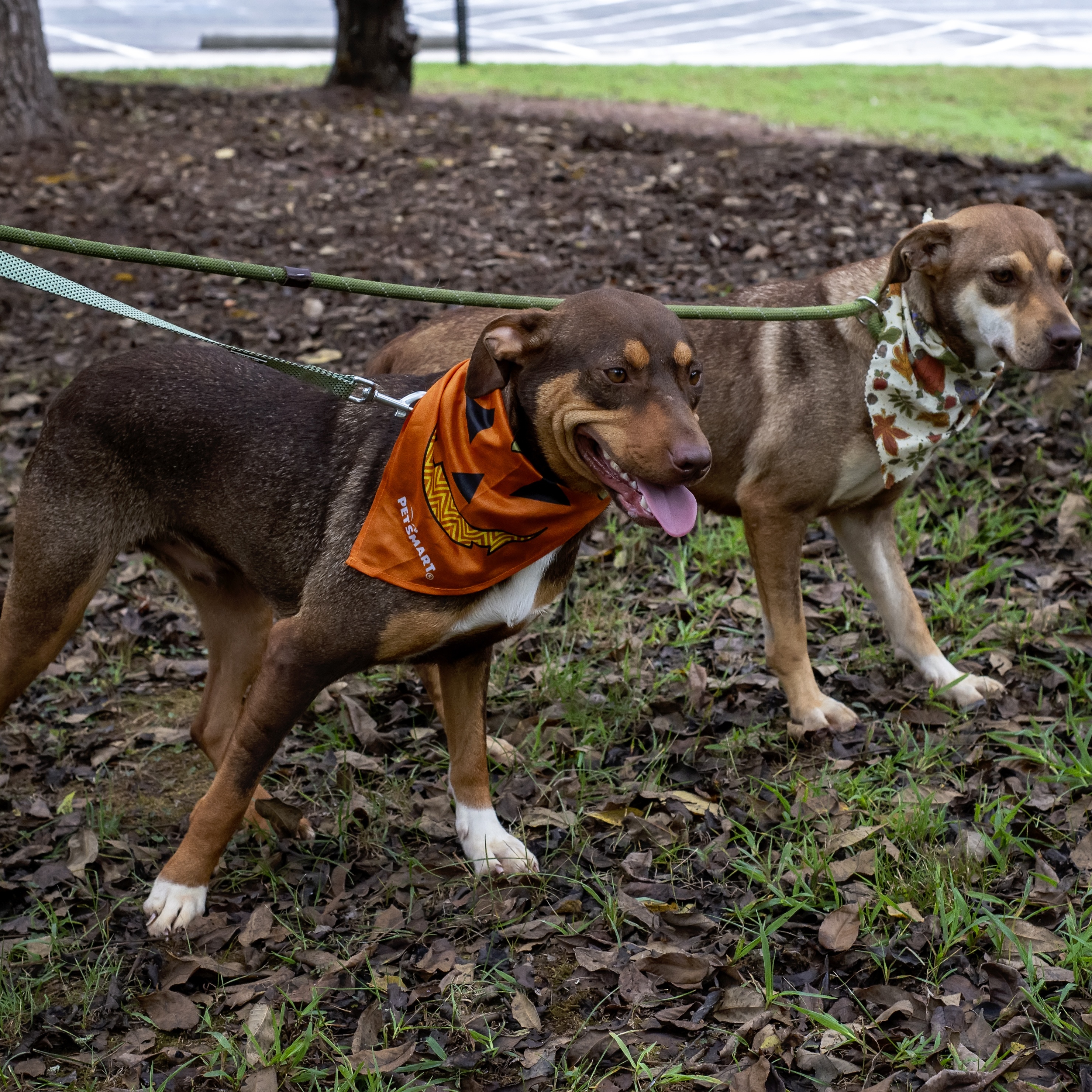 Chang & Geeters, a Adoptable Mixed Breed in Dawsonville, GA image 4/6