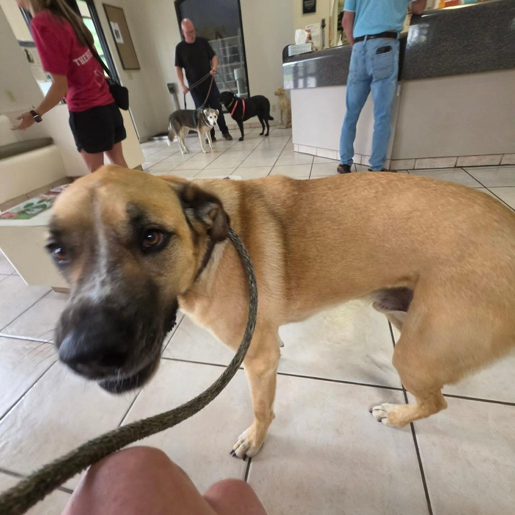 Cheddar aka Cooper, Adoptable, Senior Male Yellow Labrador Retriever & Mastiff.