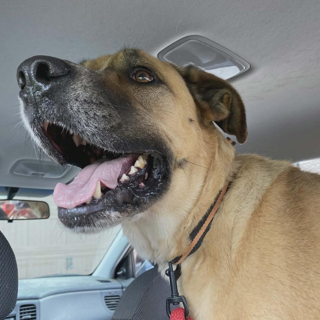 Enlarge Cheddar aka Cooper, a Adoptable mixed breed in Newcastle, OK image 2/6
