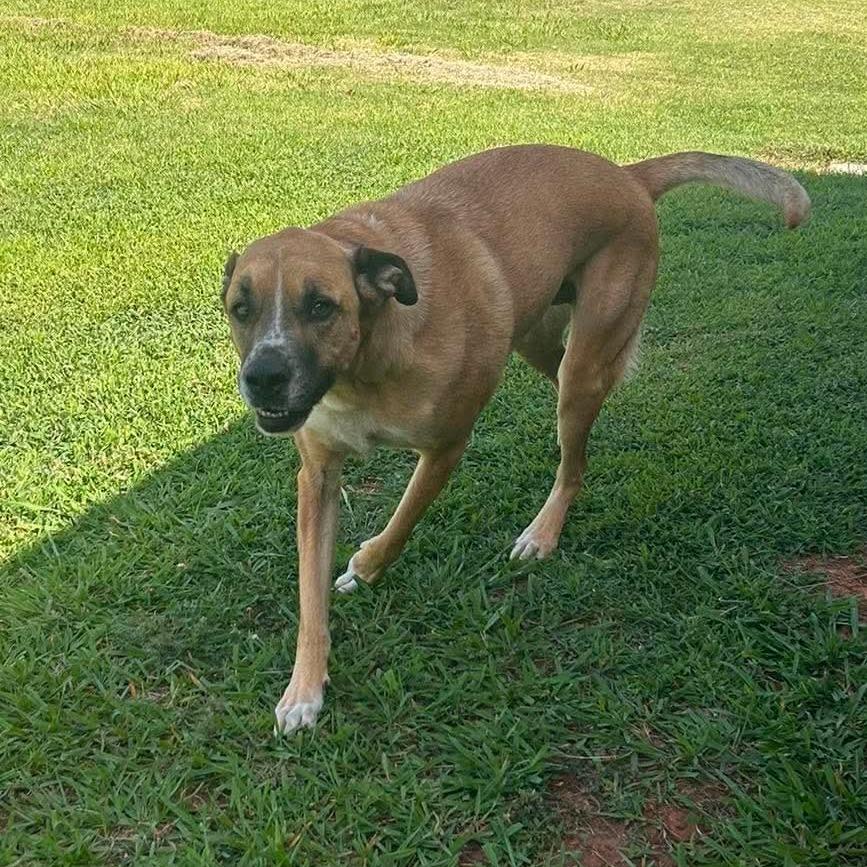Enlarge Cheddar aka Cooper, a Adoptable mixed breed in Newcastle, OK image 3/6