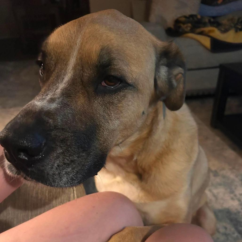 Enlarge Cheddar aka Cooper, a Adoptable mixed breed in Newcastle, OK image 4/6