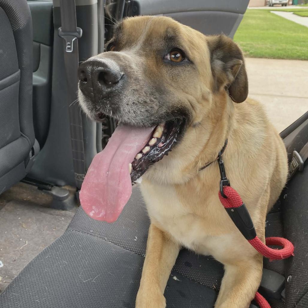 Enlarge Cheddar aka Cooper, a Adoptable mixed breed in Newcastle, OK image 5/6