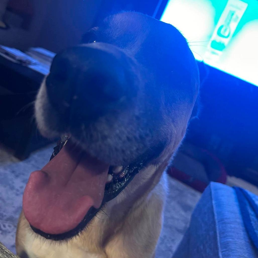 Enlarge Cheddar aka Cooper, a Adoptable mixed breed in Newcastle, OK image 6/6