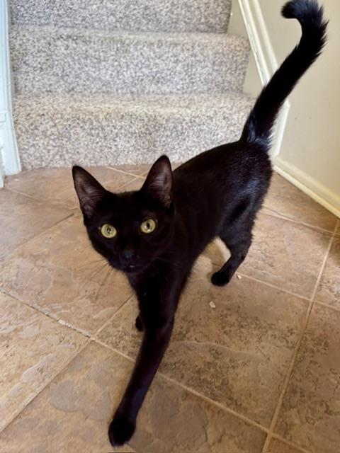 Enlarge Kitten: Umbra *MUST go home with Empel or to a home with another cat*, a Adoptable Domestic Short Hair in catonsville , MD image 1/3