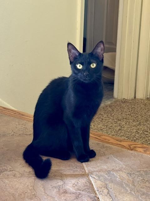 Enlarge Kitten: Umbra *MUST go home with Empel or to a home with another cat*, a Adoptable Domestic Short Hair in catonsville , MD image 3/3